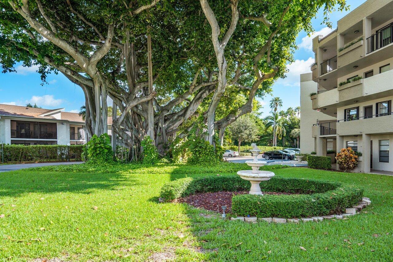 Our Banyan Tree